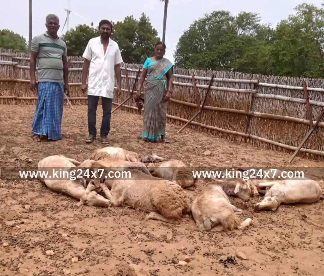 வெஞ்சமாங் கூடலூரில் வெறிநாய்கள் அட்டகாசம்.17 ஆடுகளை கடித்து கொன்றது.15 ஆடுகள் படுகாயம்.