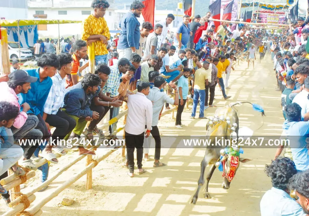 கிருஷ்ணகிரி அருகே எருது விடும் விழாவில்  350 காளைகள் பங்கேற்பு.