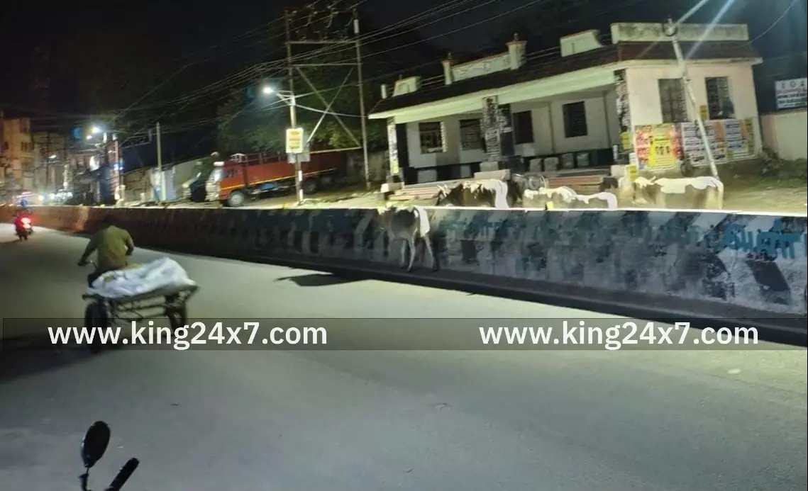 நள்ளிரவு நேரத்தில் மாடுகள் கூட்டமாக செல்கின்றன