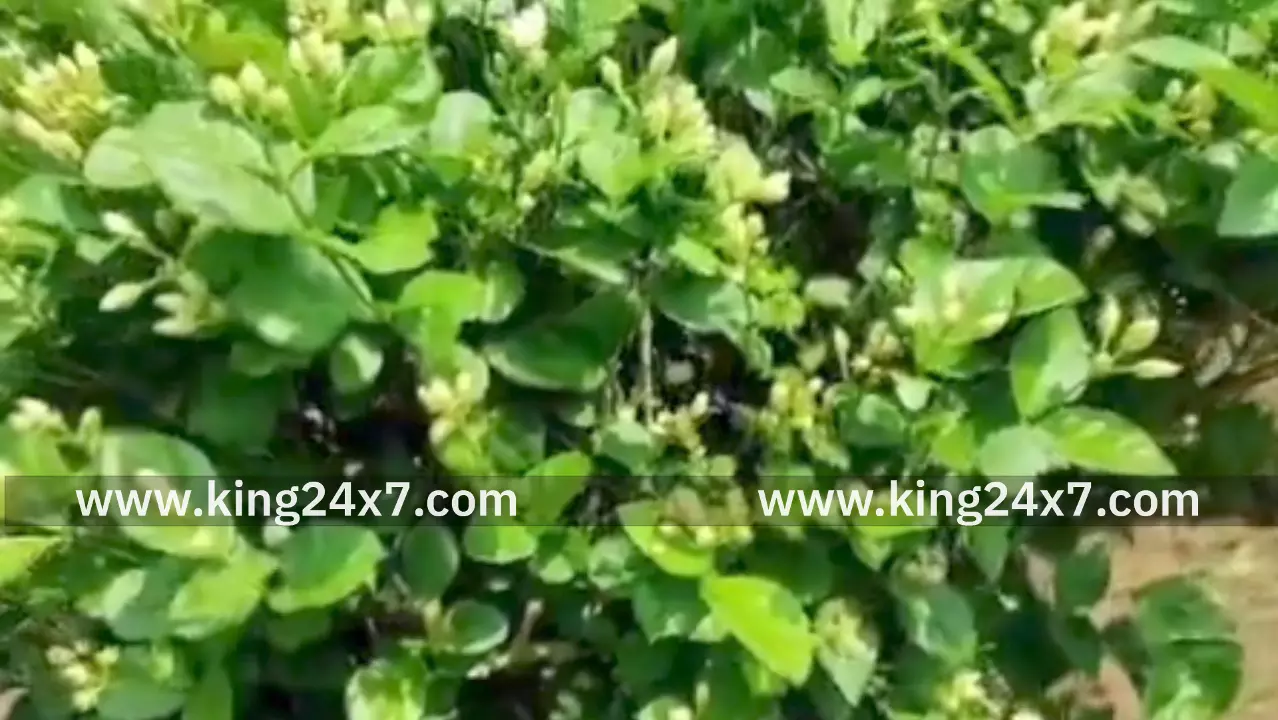 மல்லிகைப்பூ விலை குறைவு விவசாயிகள் கவலை மல்லிகைப்பூ விலை குறைவு விவசாயிகள் கவலை