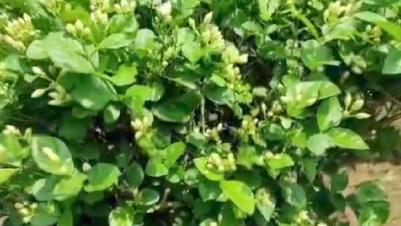 மல்லிகைப்பூ விலை குறைவு விவசாயிகள் கவலை மல்லிகைப்பூ விலை குறைவு விவசாயிகள் கவலை