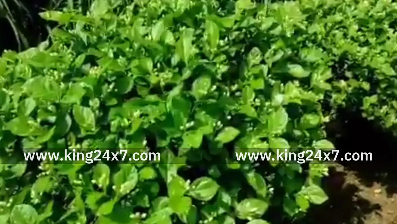 மல்லிகைப்பூ விலை குறைவு விவசாயிகள் கவலை மல்லிகைப்பூ விலை குறைவு விவசாயிகள் கவலை