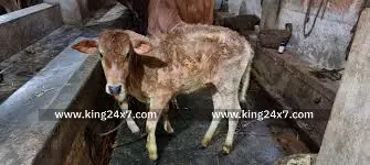 தோல் கழலை நோய் (LUMPY SKIN DISEASE) தடுப்பூசி