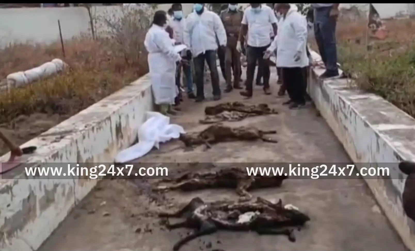 புதைக்கப்பட்ட 8 நாய்கள் தோண்டி எடுத்த கால்நடைத்துறை புதைக்கப்பட்ட 8 நாய்கள் தோண்டி எடுத்த கால்நடைத்துறை