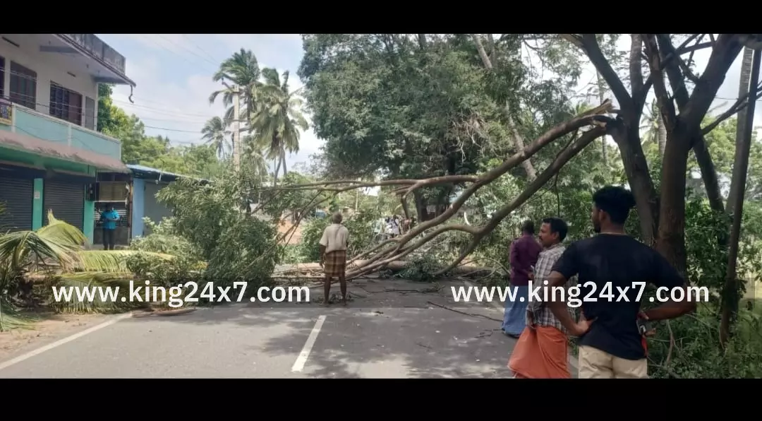 சாலையில் மரம் விழுந்து போக்குவரத்து பாதிப்பு சாலையில் மரம் விழுந்து போக்குவரத்து பாதிப்பு