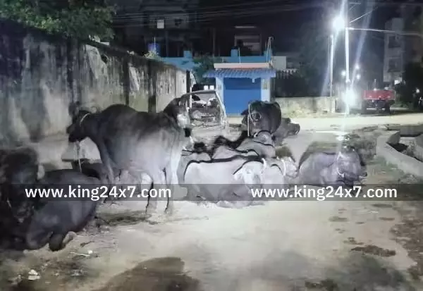 வாலாஜாபாத் தெருக்களில் கால்நடைகளால் தொந்தரவு