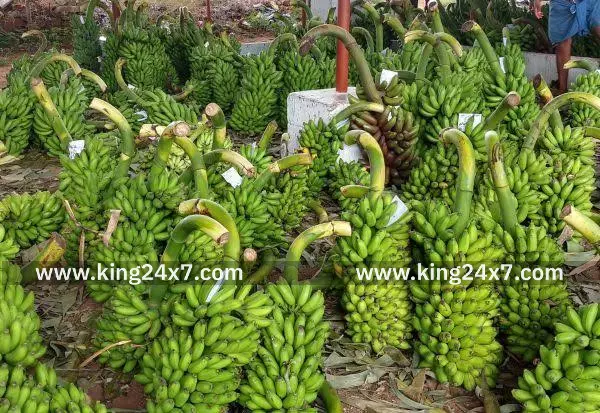 பாவூர்சத்திரத்தில் வாழைத்தார் விற்பனை மந்தம் பாவூர்சத்திரத்தில் வாழைத்தார் விற்பனை மந்தம்