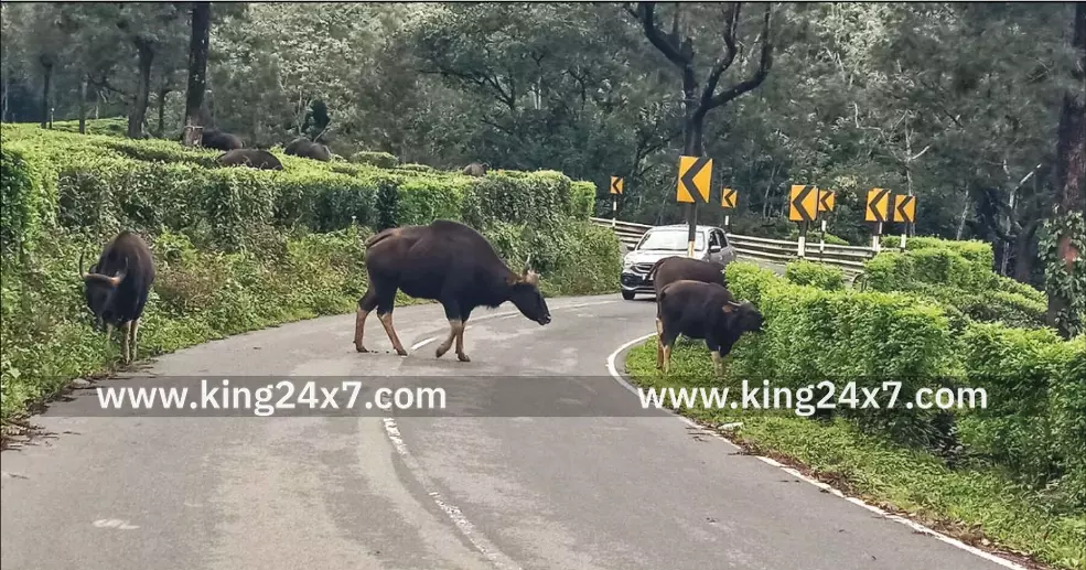 கோவை: மலைப்பாதையில் காட்டெருமைகள் - வனத்துறை எச்சரிக்கை !