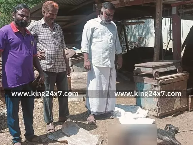 சங்கரன்கோவிலில் தெருநாய்கள் கடித்து 4 ஆடுகள் பலி