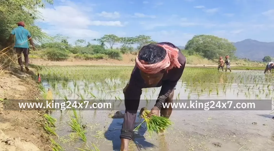 கொல்கத்தாவில் இருந்து கூமாபட்டிக்கு நெல் நடவு விவசாய பணிக்கு வருகை தந்துள்ள நூற்றுக்கணக்கான வடமாநிலத்தினர்...