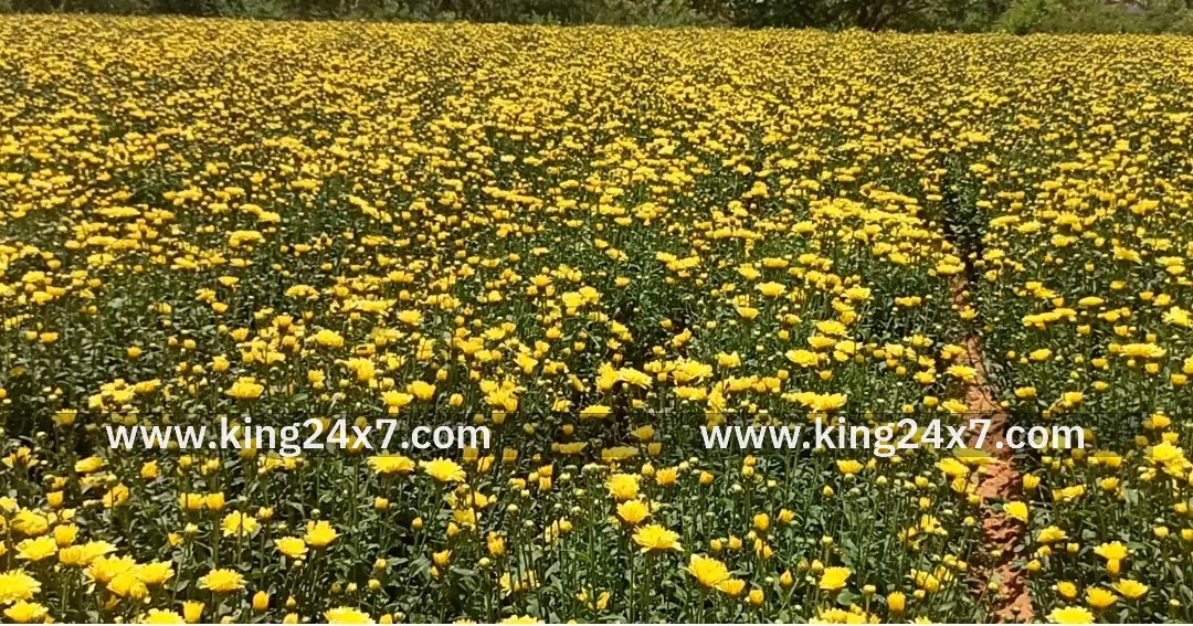 வேப்பனப்பள்ளி பகுதிகளில் சாமந்தி பூக்கள் விளைச்சல் அமோகம்.