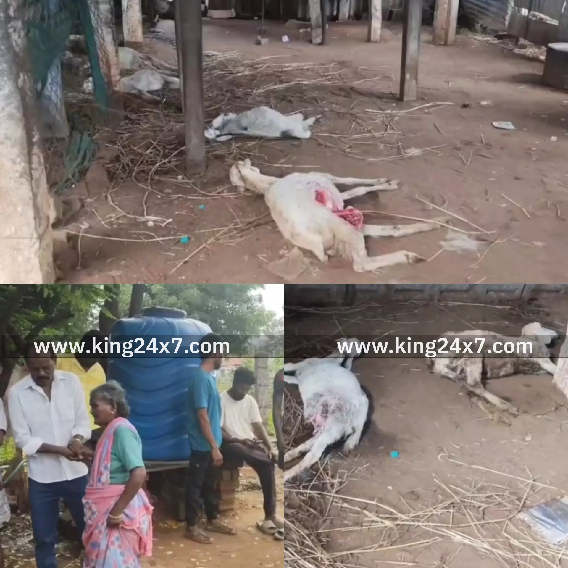 ராசிபுரம் அருகேயுள்ள கட்டனாச்சம்பட்டியில் மோகன் என்பவரின் பட்டியில் மர்மவிலங்கு கடித்ததில் 7ஆடுகள் உயிரிழப்பு மேலும் கன்று குட்டியை கடித்ததுவிட்டு சென்றதால் பரபரப்பு..