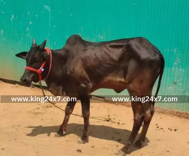 காங்கேயம் இன மயிலை பசுமாடு ரூ.68 ஆயிரத்துக்கு விற்பனை காங்கேயம் இன மயிலை பசுமாடு ரூ.68 ஆயிரத்துக்கு விற்பனை