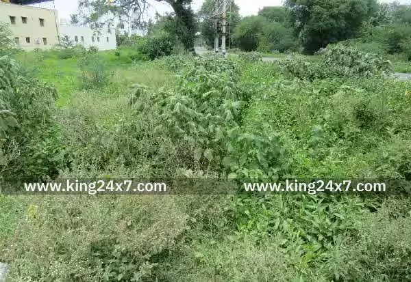 செடிகளால் துார்ந்த வடிகால்வாய் மழைநீர் வெளியேறுவதில் சிக்கல் செடிகளால் துார்ந்த வடிகால்வாய் மழைநீர் வெளியேறுவதில் சிக்கல்