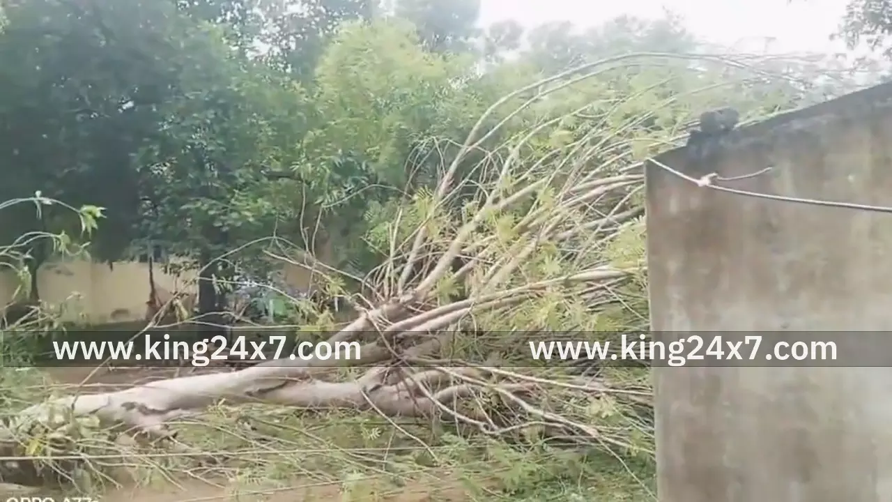 மன்னகுடி சாலையில் மரம் விழுந்து மின்கம்பி சேதம்! மன்னகுடி சாலையில் மரம் விழுந்து மின்கம்பி சேதம்!