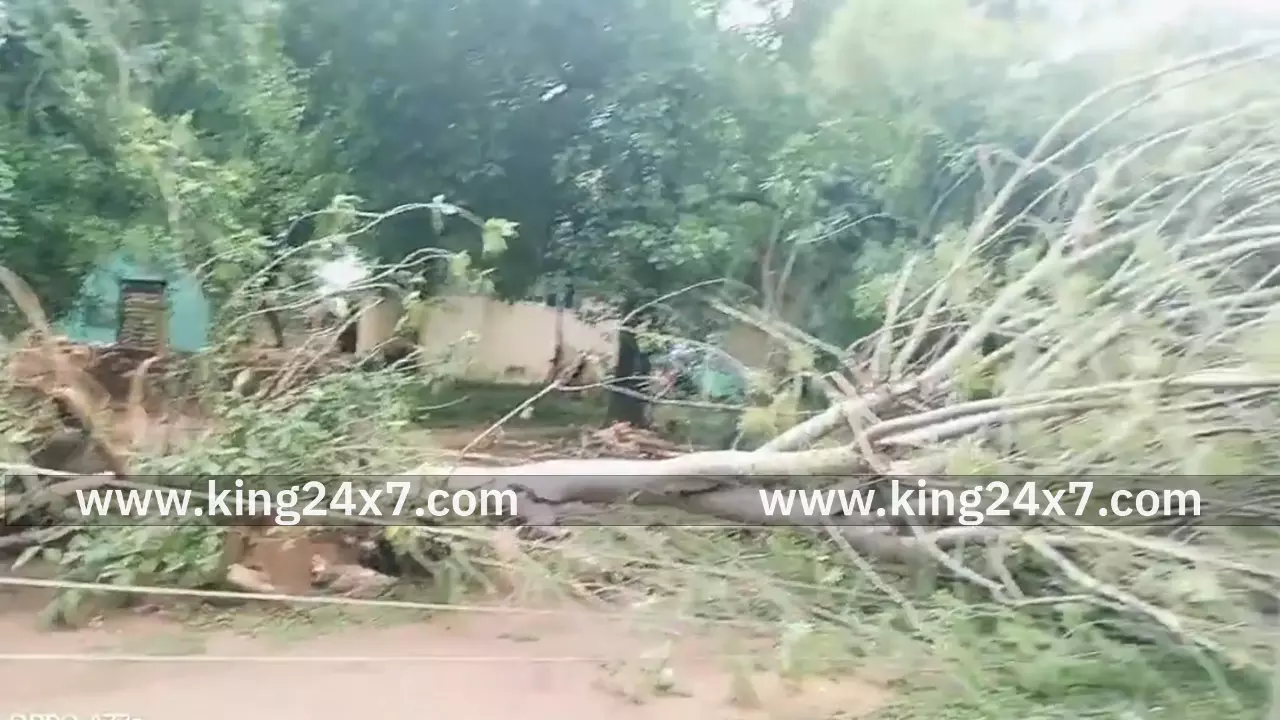 மன்னகுடி சாலையில் மரம் விழுந்து மின்கம்பி சேதம்! மன்னகுடி சாலையில் மரம் விழுந்து மின்கம்பி சேதம்!