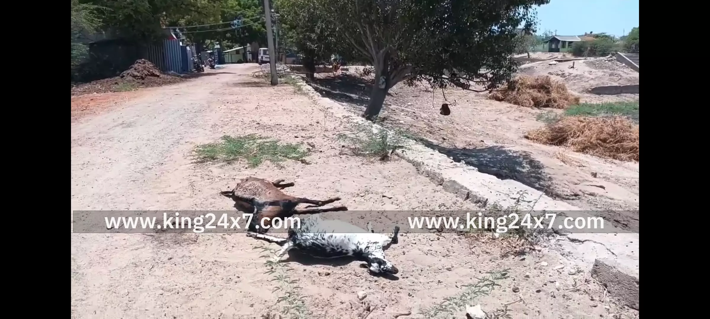 நச்சு கழிவுகளை குடித்ததால் மூன்று ஆடுகள் உயிரிழப்பு