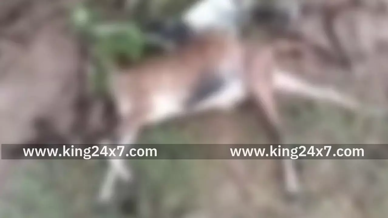 புதுக்கோட்டை அருகே மின்னல் தாக்கி விபரீதம் புதுக்கோட்டை அருகே மின்னல் தாக்கி விபரீதம்