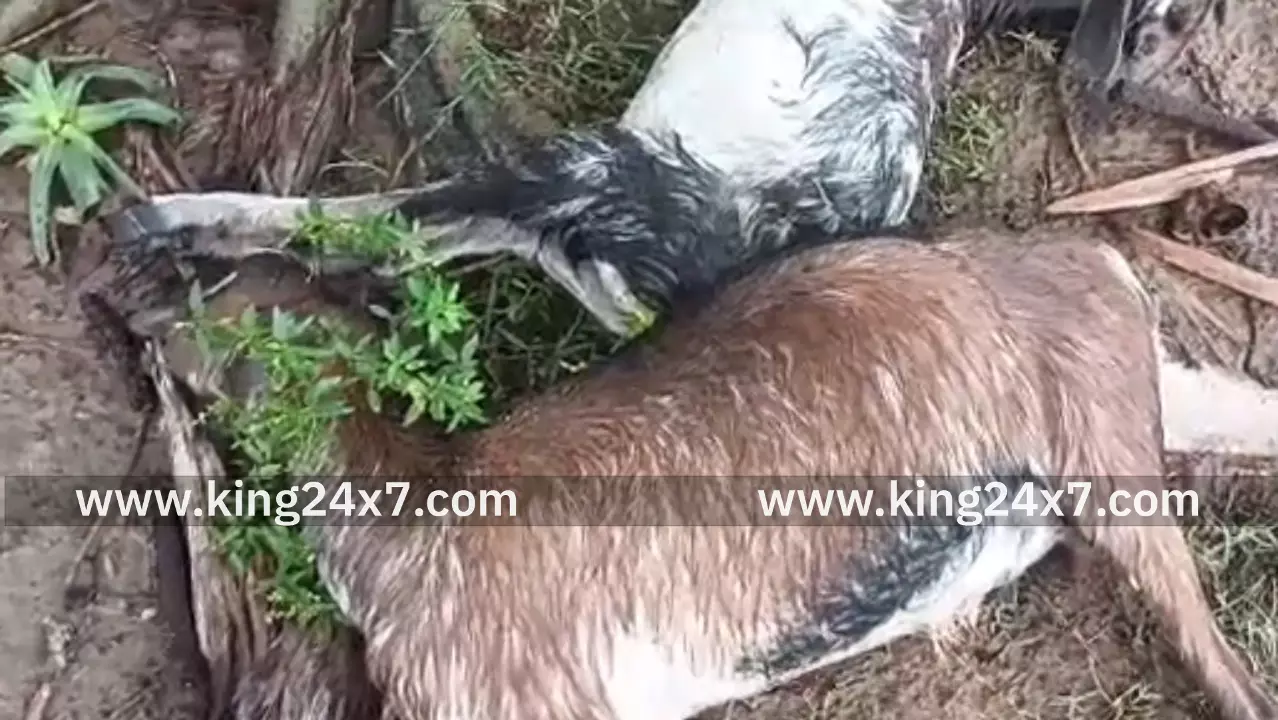 புதுக்கோட்டை அருகே மின்னல் தாக்கி விபரீதம் புதுக்கோட்டை அருகே மின்னல் தாக்கி விபரீதம்