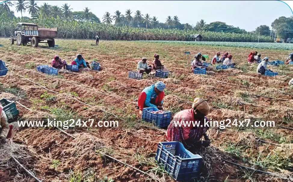 தொண்டாமுத்தூரில் சின்ன வெங்காயம் அறுவடை – விளைச்சல் குறைவால் விவசாயிகள் ஏமாற்றம் ! தொண்டாமுத்தூரில் சின்ன வெங்காயம் அறுவடை – விளைச்சல் குறைவால் விவசாயிகள் ஏமாற்றம் !