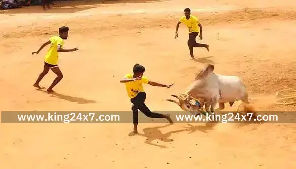 கோவில் திருவிழாவை முன்னிட்டு வடமாடு மஞ்சுவிரட்டு போட்டி