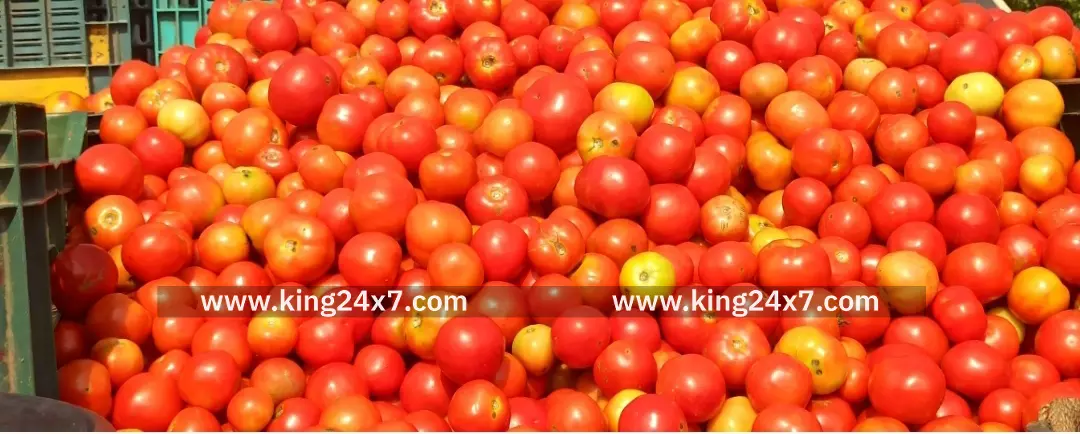 ஓசூரில் தக்காளி விலை வீழ்ச்சியால் விவசாயிகள் கவலை. ஓசூரில் தக்காளி விலை வீழ்ச்சியால் விவசாயிகள் கவலை.