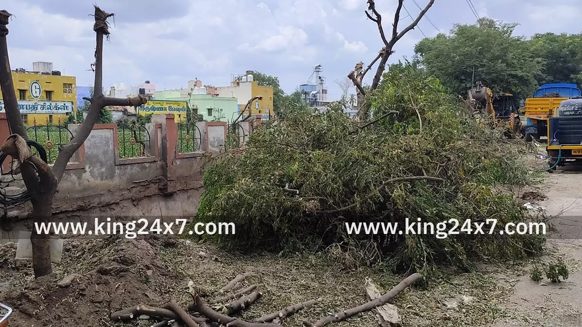 திருவேங்கடம் சாலையில் மீண்டும் நடப்படும் மரங்கள் திருவேங்கடம் சாலையில் மீண்டும் நடப்படும் மரங்கள்