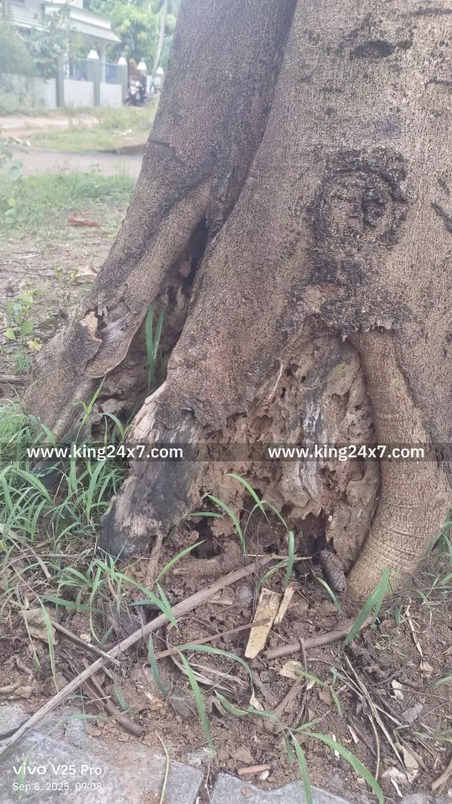 ஆபத்தான மரம் -நாம் தமிழர் கட்சியினர் மனு