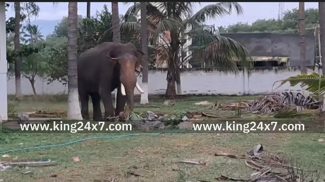 கோவை, தொண்டாமுத்தூர் அருகே ரோலக்ஸ் யானை அட்டகாசம் – மூன்றாவது கும்கி யானை வரவழைப்பு