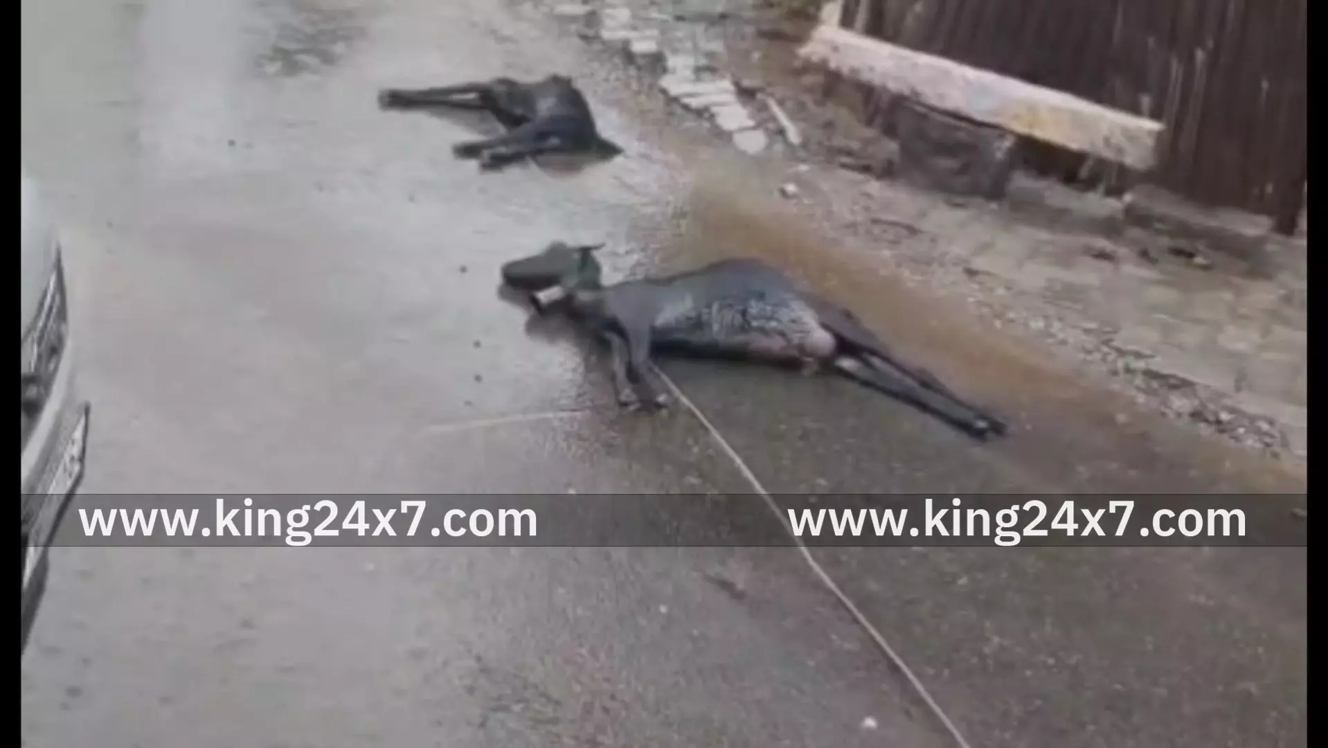 மின்சார வயர் துண்டித்து விழுந்ததில் மூன்று ஆடுகள் பலி மின்சார வயர் துண்டித்து விழுந்ததில் மூன்று ஆடுகள் பலி