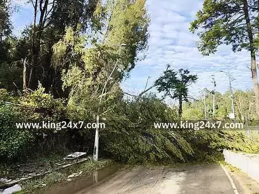 கொடைக்கானலில் பலத்த மழை: மரம் விழுந்து போக்குவரத்து பாதிப்பு