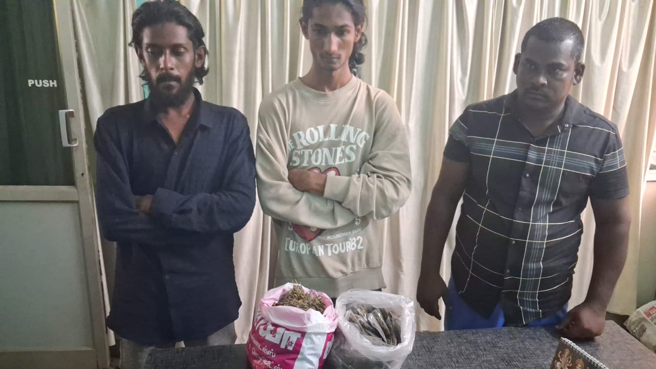 நாகர்கோவில் : கஞ்சா கடத்திய 3 பேர் கைது