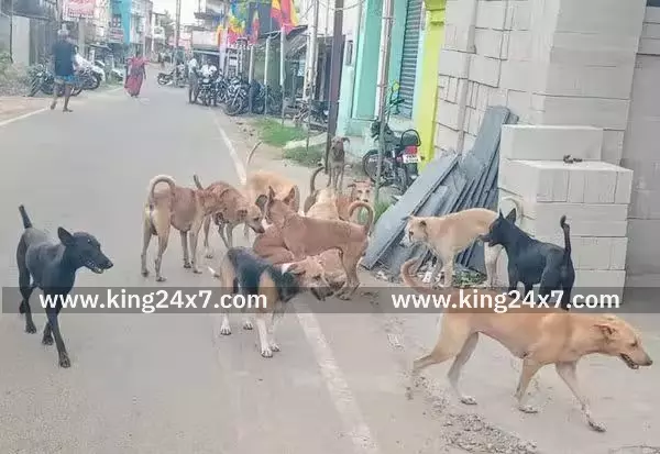 தெரு நாய்கள் தொல்லையை கட்டுப்படுத்த வலியுறுத்தல் தெரு நாய்கள் தொல்லையை கட்டுப்படுத்த வலியுறுத்தல்