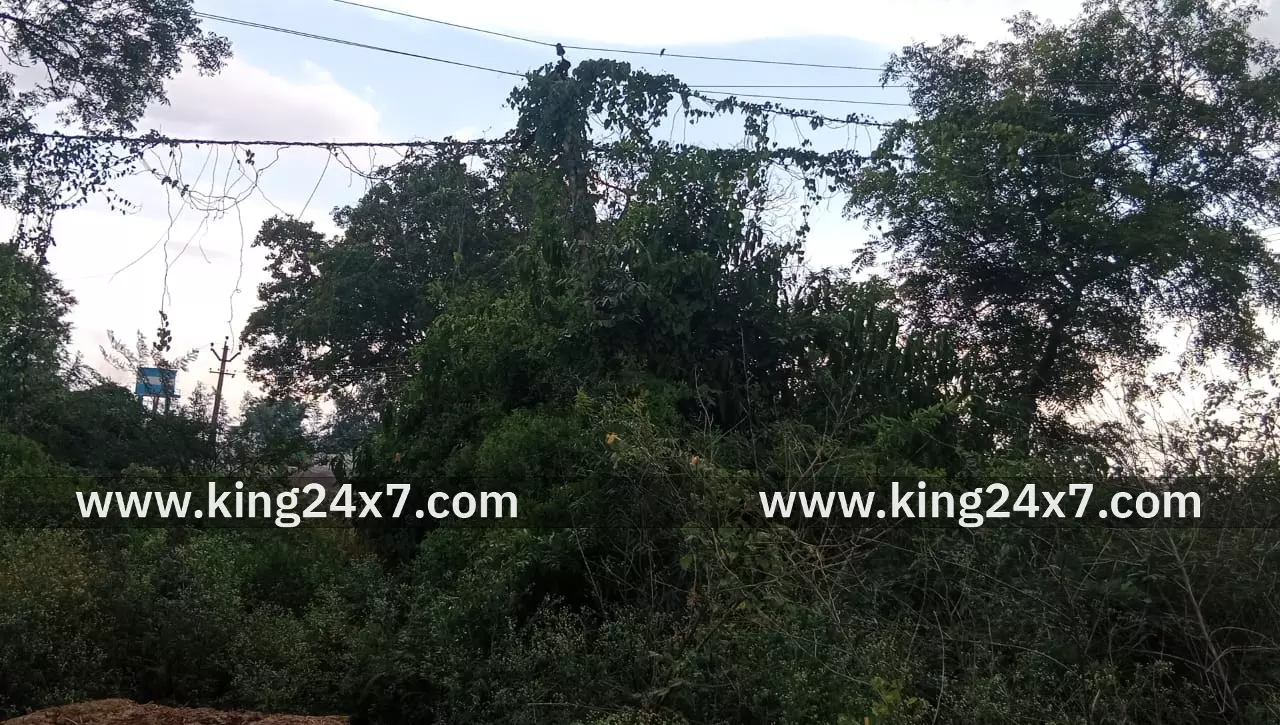 கம்பத்தினை சூழ்ந்து தற்போது செடி, கொடிகள் வளர்ந்து கம்பத்தில் உச்சியின் உயரே மின் வயர்களில் கம்பத்தினை சூழ்ந்து தற்போது செடி, கொடிகள் வளர்ந்து கம்பத்தில் உச்சியின் உயரே மின் வயர்களில்