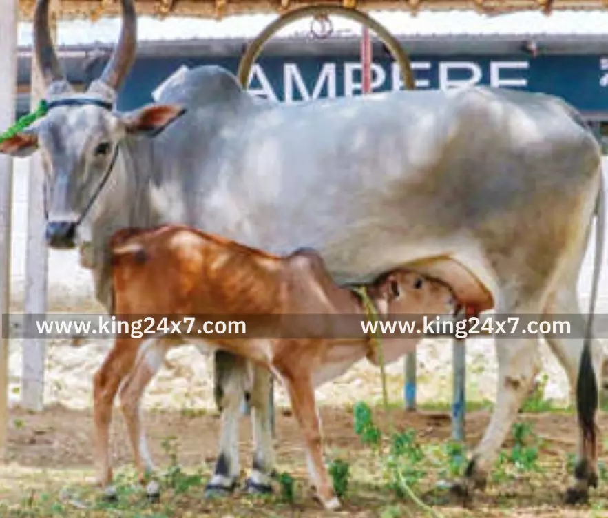 காங்கேயம்  இன காளை ரூ.13 லட்சத்திற்கு விற்பனை