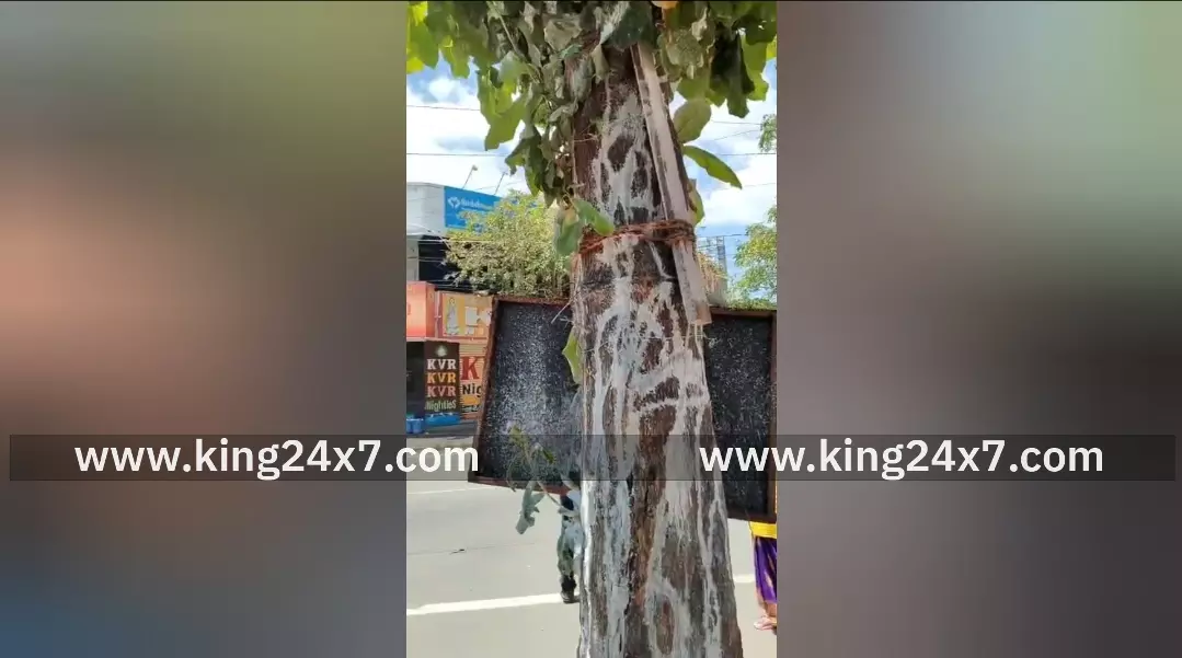 கோவை: பழமையான மரம் - உடனடி நடவடிக்கை கோரிக்கை ! கோவை: பழமையான மரம் - உடனடி நடவடிக்கை கோரிக்கை !