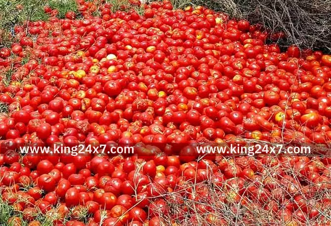 சாலையோரம் கொட்டப்படும் தக்காளிகள் - விவசாயிகள் வேதனை