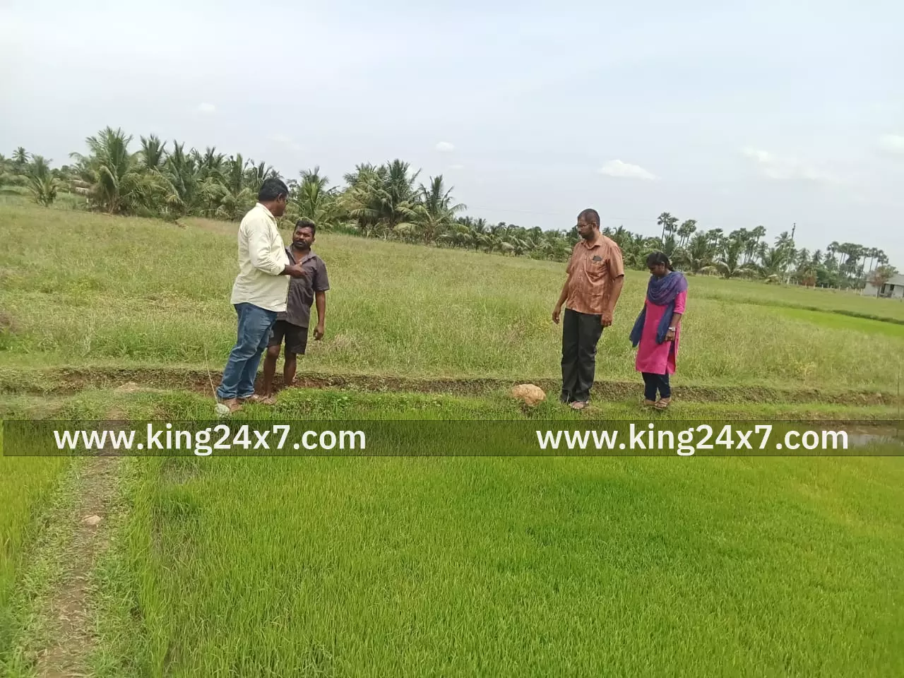 நாற்றங்காலில் புதிய நோய் தாக்குதல் வேளாண்மைத்துறையினர் நேரில் ஆய்வு