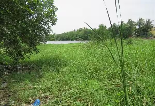 புல் வளர்ந்துள்ள வெள்ளகுளம் துார்வாரி சீரமைக்க வேண்டும் புல் வளர்ந்துள்ள வெள்ளகுளம் துார்வாரி சீரமைக்க வேண்டும்