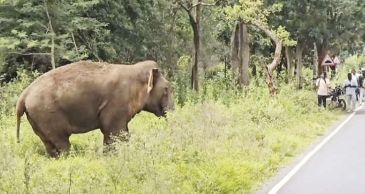 தேன்கனிக்கோட்டை அருகே சாலை ஓரத்தில் காட்டு யானை.