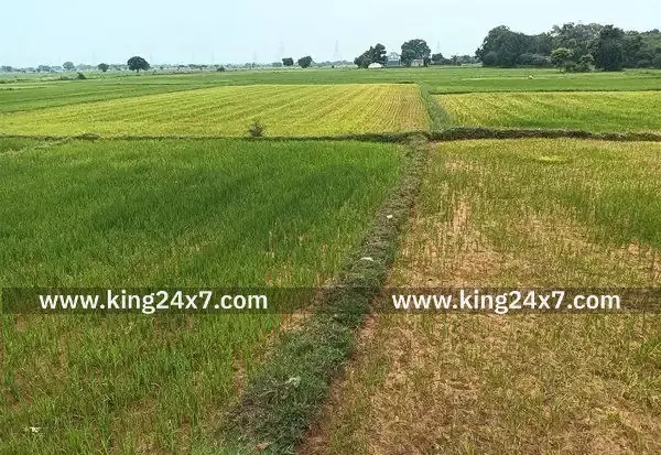 மானாவாரி பருவ நெல் சாகுபடியில் வாலாஜாபாத் விவசாயிகள் ஆர்வம்