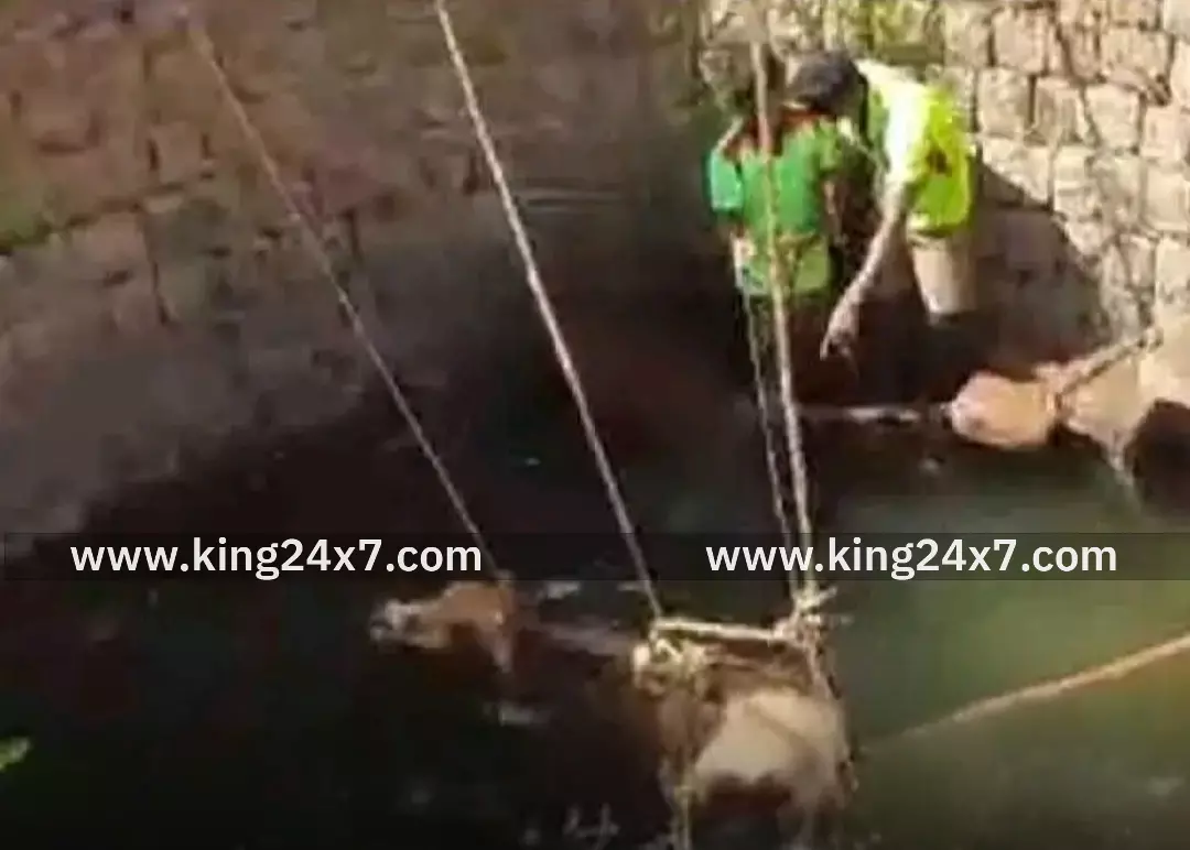 கிணற்றுக்குள் விழுந்த பசுமாடு உயிருடன் மீட்பு