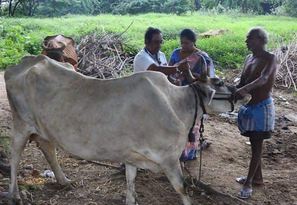 கறவை மாடுகளுக்கு தோல் நோய் தடுப்பூசி