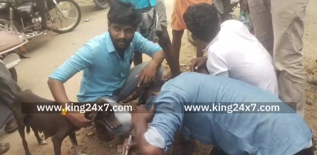 டவுனில் மீட்கப்பட்ட இரண்டு நாய்க்குட்டிகள்