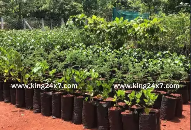 ரூபாய் .6.4 லட்சத்தில் மரக்கன்று நாற்று பண்ணை