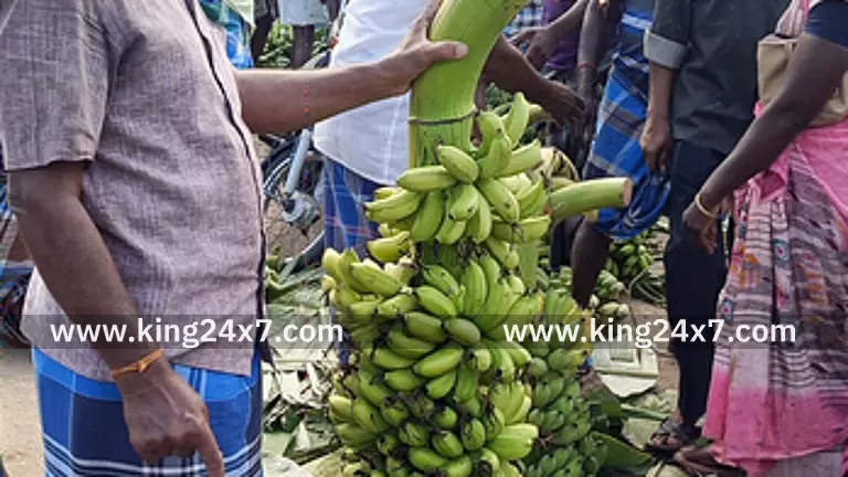 பரமத்தி வேலூரில் விற்பனைக்கு வந்த 5 அடி உயர வாழைத்தார்.