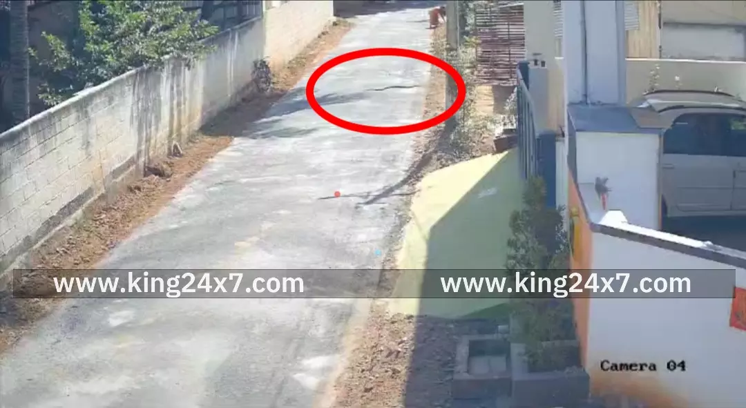கோவை சாலைப் பகுதியில் 6 அடி சாரைப் பாம்பு – அதிர்ச்சி வீடியோ
