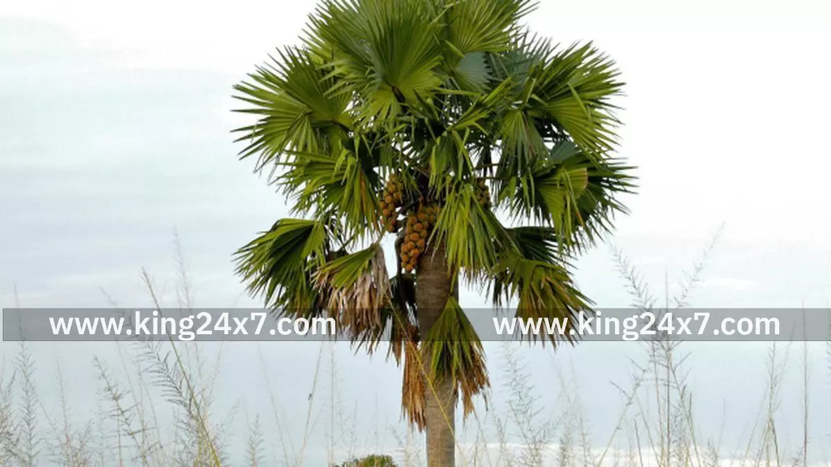 பனைமரங்களை வெட்ட மாவட்ட ஆட்சியர் அனுமதி கட்டாயம்: அரசாணை வெளியீடு பனைமரங்களை வெட்ட மாவட்ட ஆட்சியர் அனுமதி கட்டாயம்: அரசாணை வெளியீடு