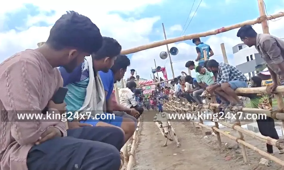 கிருஷ்ணகிரி அருகே கன்று விடும் விழா. கிருஷ்ணகிரி அருகே கன்று விடும் விழா.