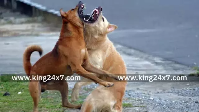 11 பேரை கடித்து குதறிய தெரு நாய்